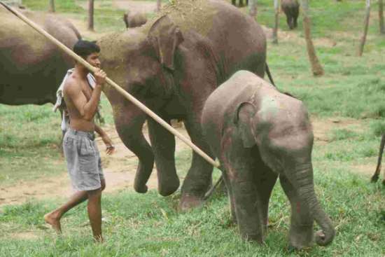 Elephant Orphanage - Kandy - Photo T.Ansanay - 08/2002