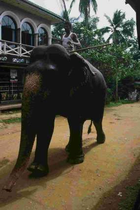 Elephant Orphanage - Kegale - Photo T.Ansanay - 08/2002
